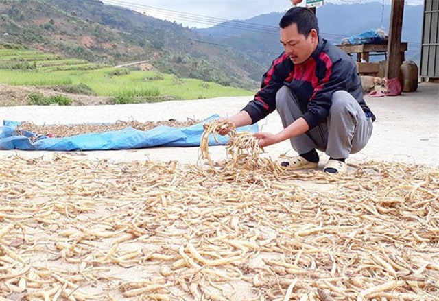 Cả làng đang đổi đời từ trồng sâm dây, sâm Ngọc Linh
