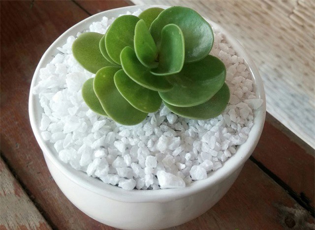 Cách trồng sen đá lục bình trang trí bàn làm việc