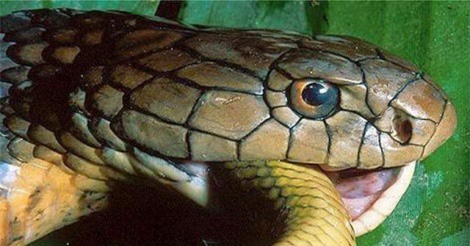 Clip: “Gạ tình” bất thành, rắn hổ mang chúa liền giết chết bạn tình