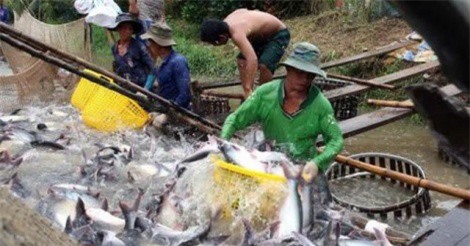 Giá cá tra nguyên liệu tăng kỷ lục