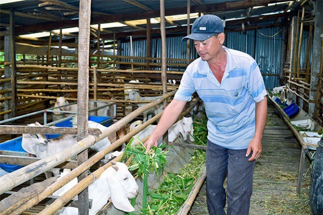 Làm giàu từ mô hình nuôi dê nhốt chuồng