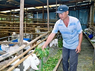 Làm giàu từ mô hình nuôi dê nhốt chuồng