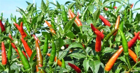 Trồng ớt cay lai xuất khẩu thu nhập 250 triệu đồng/ha