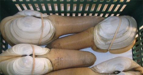 Vì sao tu hài 10 triệu đồng/con vẫn khiến chị em "điên đảo" vung tiền mua?