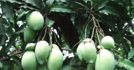 Xuất khẩu rau củ quả vẫn tăng mạnh, nhưng 93% là xuất thô và sơ chế