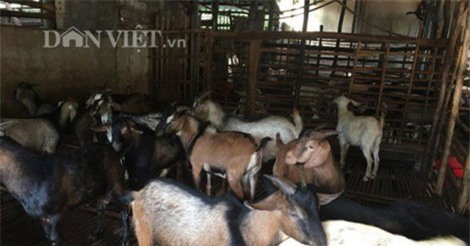 Cận cảnh mô hình nuôi dê VietGAP thu tiền tỷ mỗi năm