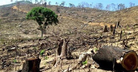 Đắk Lắk: Rừng phòng hộ cháy trơ trụi, cán bộ đổ lỗi cho dân… vứt tàn thuốc