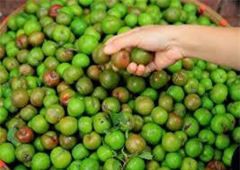 “Hốt bạc” nhờ mận hậu trái mùa