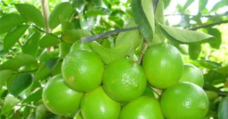 Hướng dẫn trồng và chăm sóc cây chanh cho quả sai trĩu quanh năm