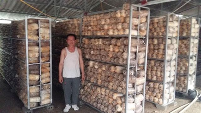 Kiếm tiền tỷ nhờ nghề trồng nấm
