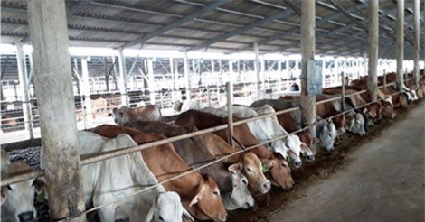 Kiếm tiền tỷ từ… vỗ béo bò Úc