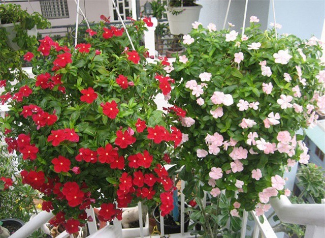 Kinh nghiệm trồng hoa dừa cạn trang trí nhà cửa ngày oi nóng