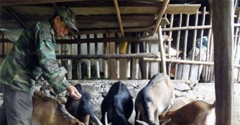 Nuôi dê sau 5 tháng lãi 2 triệu đồng mỗi con