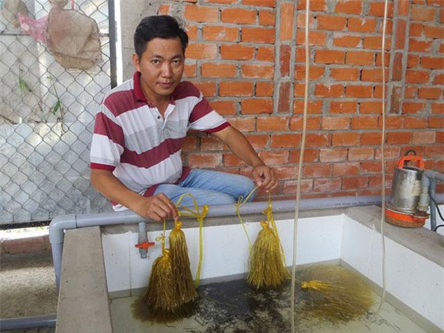 Nuôi lươn giống kiếm tiền tỉ