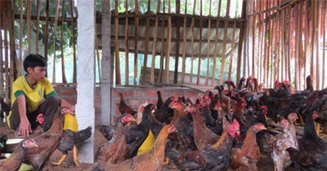 Sống khỏe từ nuôi gà thả vườn