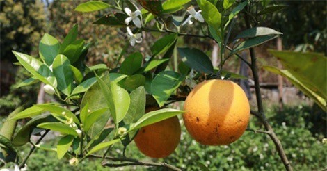 Bội thu với vườn cam "vừa chửa, vừa đẻ, vừa nuôi con"