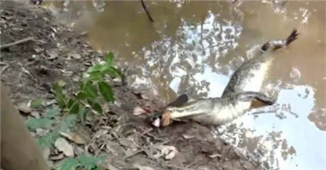 Clip: Cá sấu suýt chết vì đòi ăn thịt cá chình điện