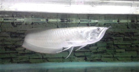 Đại gia Việt đua nhau săn “quái vật” tiền tỷ về làm thú cưng