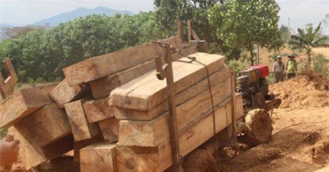 Đắk Lắk: Cam kết bảo vệ rừng mạnh mẽ, nhưng rừng vẫn bị tàn phá nghiêm trọng