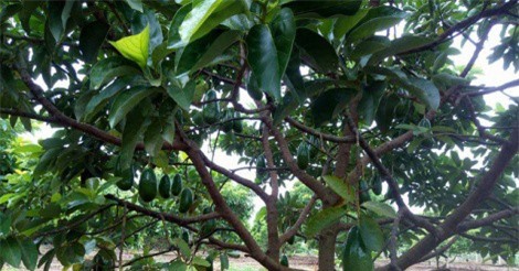 Thu lãi 300 triệu đồng/năm từ...vườn tiêu chết