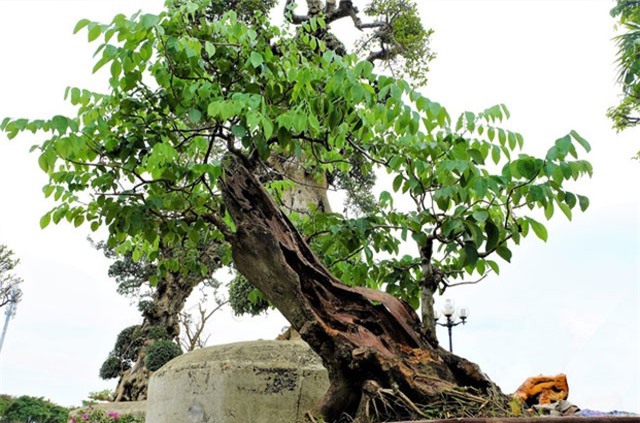 Gốc sưa đỏ bonsai trăm tuổi có gì “hot” mà đội giá lên 1,4 tỷ đồng?