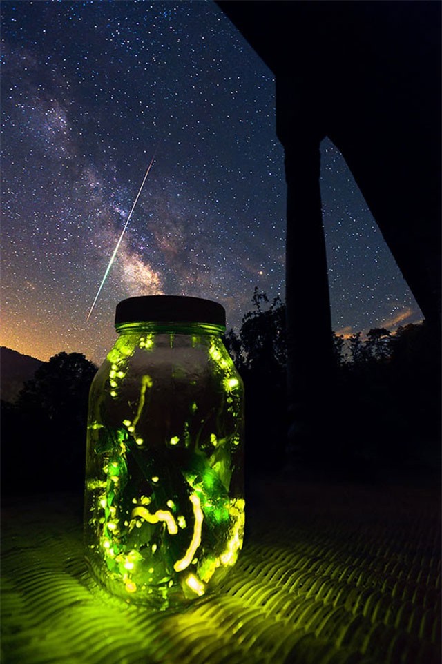 Kiếm tiền tỷ bằng nghề kinh doanh đom đóm