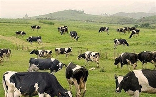 Mộc Châu đẩy mạnh phát triển kinh tế, xóa đói giảm nghèo 