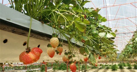 Thu tiền tỉ từ trồng dâu New Zealand trên giá thể xơ dừa