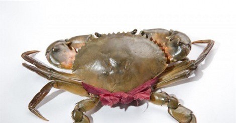 Tuyệt chiêu chọn cua, ghẹ tươi ngon mùa đi biển