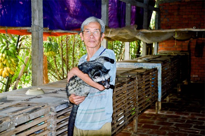 Nuôi chồn hương cho thu nhập ổn định