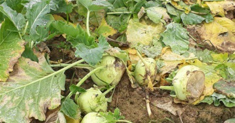 Nông dân để rau chết già, thối rữa tại ruộng