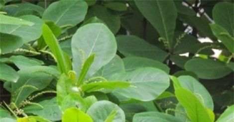 Thực hư tác dụng chữa bệnh dạ dày của lá bàng