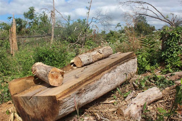 TIÊU ĐIỂM: ''Rừng Tây Nguyên chảy máu, chỉ có dân biết còn lãnh đạo thì không nghe”