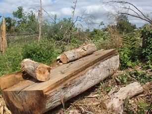 TIÊU ĐIỂM: ''Rừng Tây Nguyên chảy máu, chỉ có dân biết còn lãnh đạo thì không nghe”