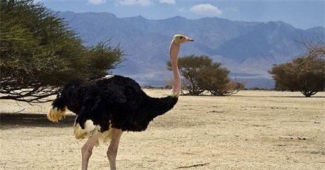 Top 10 loài chim có ngoại hình “khủng” nhất thế giới