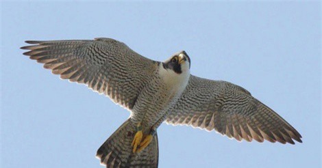 Top 10 loài động vật sở hữu tốc độ nhanh nhất thế giới