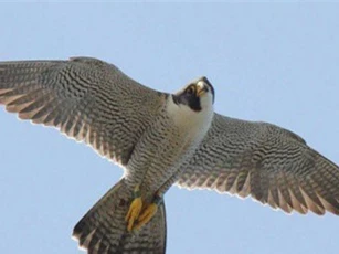 Top 10 loài động vật sở hữu tốc độ nhanh nhất thế giới