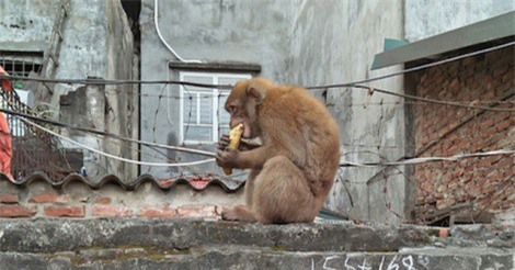Khu dân cư ở Hà Nội lo lắng vì khỉ hoang quấy phá