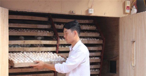 Ấp trứng vịt lộn, một thôn thu gần 200 tỷ đồng mỗi năm