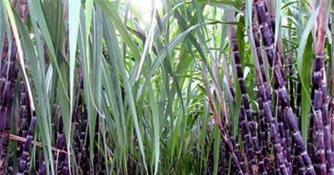 Cả nước tồn kho trên 400.000 tấn đường