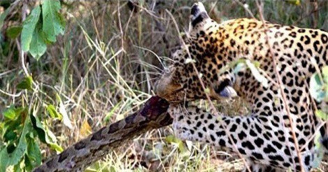 Clip: Báo hoa mai đoạt mạng trăn đá trong chớp mắt