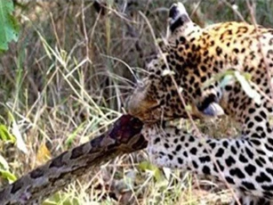 Clip: Báo hoa mai đoạt mạng trăn đá trong chớp mắt