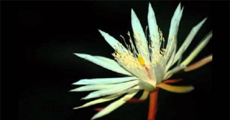 Giật mình với 8 loài hoa đắt nhất thế giới, giá hàng tỷ đồng