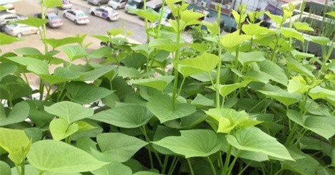Kỹ thuật trồng và chăm sóc rau lang siêu đọt tại nhà