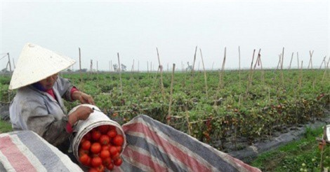 Nông dân khóc ròng vì cà chua... được mùa