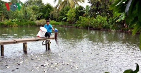 Nuôi cá ghép tầng, nhiều nông dân thu lãi tiền tỷ