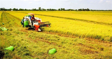 Tăng cường liên kết sản xuất và tiêu thụ lúa gạo ĐBSCL