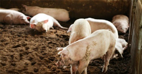 Vĩnh Long có nhà máy thức ăn chăn nuôi 20 triệu USD