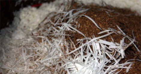 Xôi Kẻ Gạ - thứ đặc sản ngon nức tiếng ở Hà thành