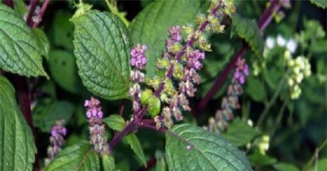 Cách trị ho bằng lá tía tô cực đơn giản mà hiệu quả nhanh